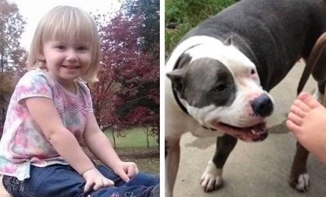 Das kleine Mädchen, das 2 Tage lang vermisst wurde, kehrte sicher und gesund nach Hause zurück: Ihr Pitbull hat sie Tag und Nacht beschützt